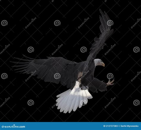 Eagle Flying Isolated at Black Stock Image - Image of freedom, gliding ...