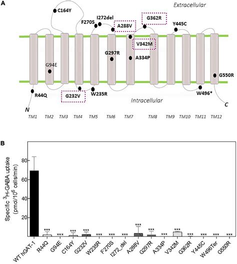 Frontiers Drosophila Melanogaster As A Model For Unraveling Unique