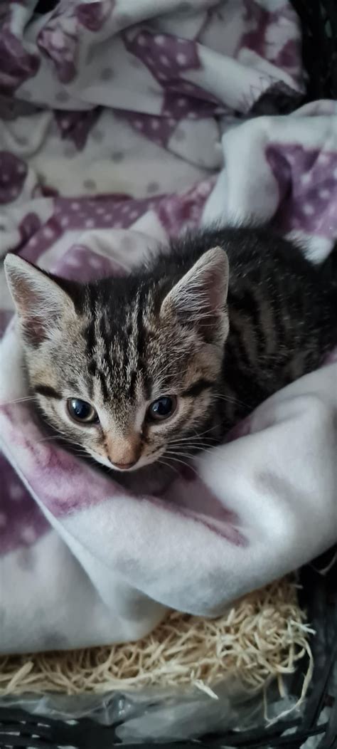 Meet Millie 9gag