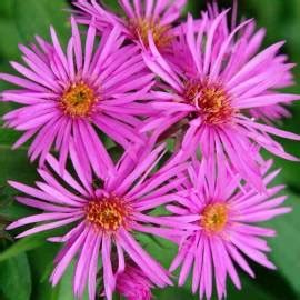 Aster Nowoangielski Vibrant Dome Aster Novae Angliae Albamar