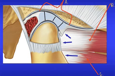 Tmj Anatomy Flashcards Quizlet