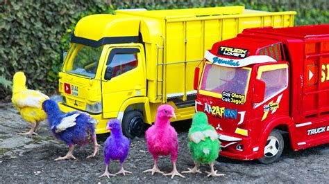 Truk Oleng Muat Ayam Warna Warni Setelah Hampir Ketabrak Truk Kuning