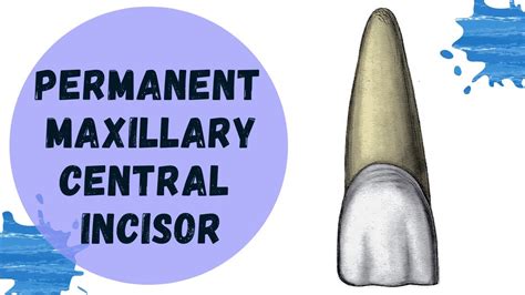 Maxillary Central Incisor