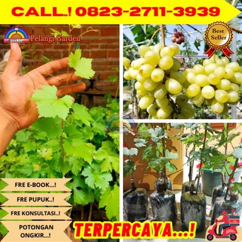 Bibit Unggulan H Tovix Call Jual Benih Anggur Manis