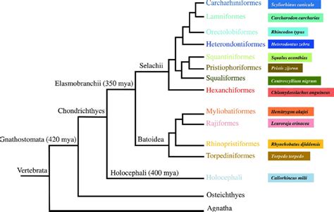 1 Phylogenic classifi cation representing Chondrichthyes within... | Download Scientific Diagram