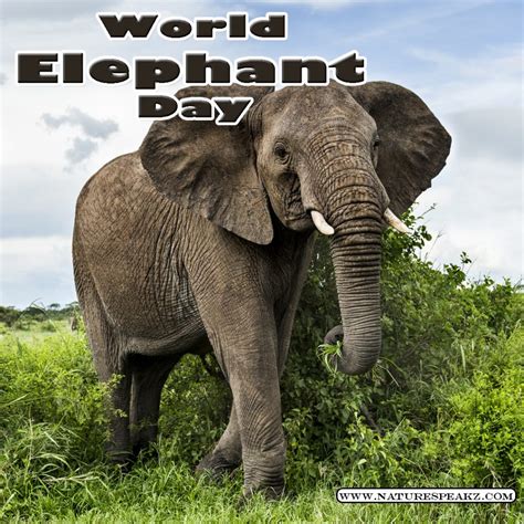 World Elephant Day 2023 Theme Significance And History Nature Speakz