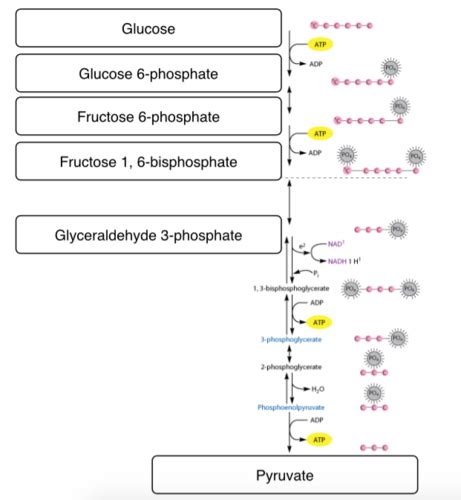 Microbio Final Lecture 12 1 Flashcards Quizlet