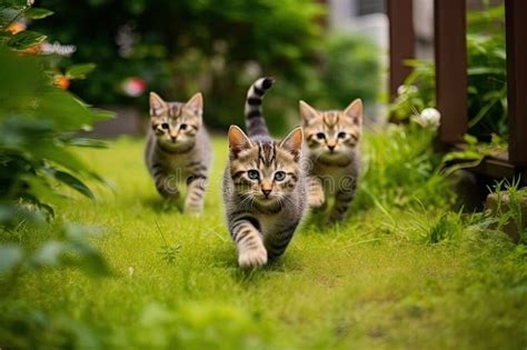 Three Kittens Are Running Along The Grass On The Lawn Stock