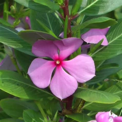 Vinca Rosea Pink GardenHunt