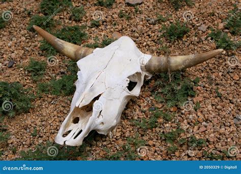 Cattle Skull Stock Image Image Of Animal Cattle Bull 2050329