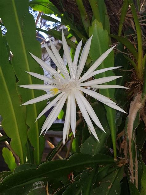 Epiphyllum Phyllanthus L Haw Climbing Cactus World Flora Pl