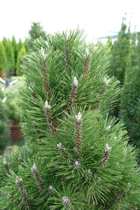 Pinus Nigra Richard Zwerg Schwarz Kiefer H U Ermann Stauden Und