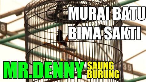 Murai Batu Bima Sakti Milik Mr Denny Saung Burung Masih Hoki Diangka