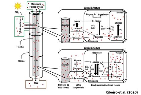 Metabolismo da sacarose na cana de açúcar Ribeiro et al 2020