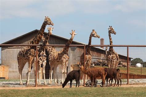 Heres Where To See Live Animals In Charlotte Mooresville North