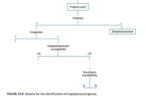 Staphylococcus Diagram