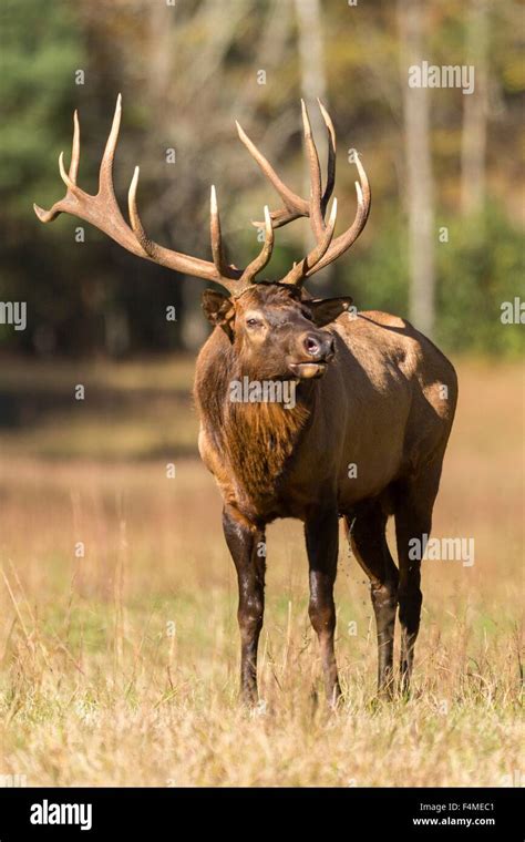 A Bull Elk During The Fall Rut In The Cataloochee Valley Of The Great