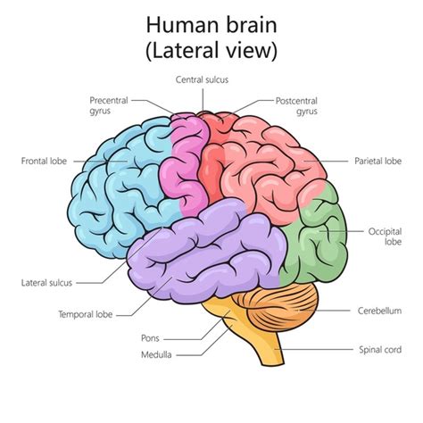 Brain Structure Illustration Stock Vectors And Vector Art