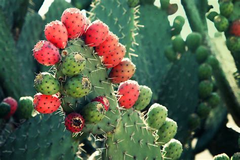 Fico D India Il Cibo Del Futuro Agronotizie Vivaismo E Sementi