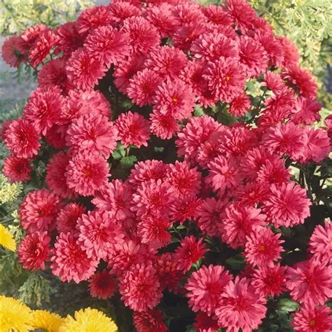 Chrysanthemum X Grandiflorum Purpurrot Winteraster Baumschule Ley