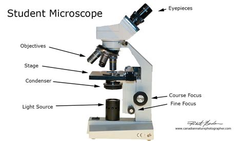 Home Microscopy Laboratory For Photomicrography The Canadian Nature