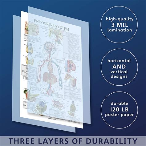 Endocrine System Anatomical Chart Laminated Palace Learning