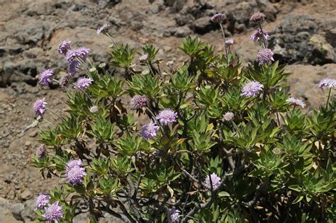 Flor El Verano Naturaleza Foto Gratis En Pixabay Pixabay