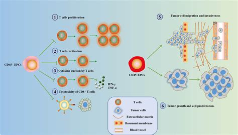 The Role Of Erythrocytes And Erythroid Progenitor Cells In Tumors