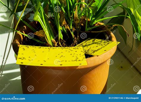 Yellow Sticky Trap - Dark-winged Fungus Gnats Stock Photo - Image of ...