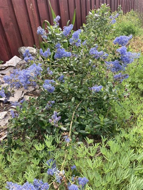 Since We Are Sharing Ceanothus My ‘tassajara Blue’ R Ceanothus