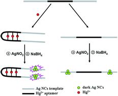 Highly Sensitive And Selective Fluorescence Detection Of Hg2 Based On