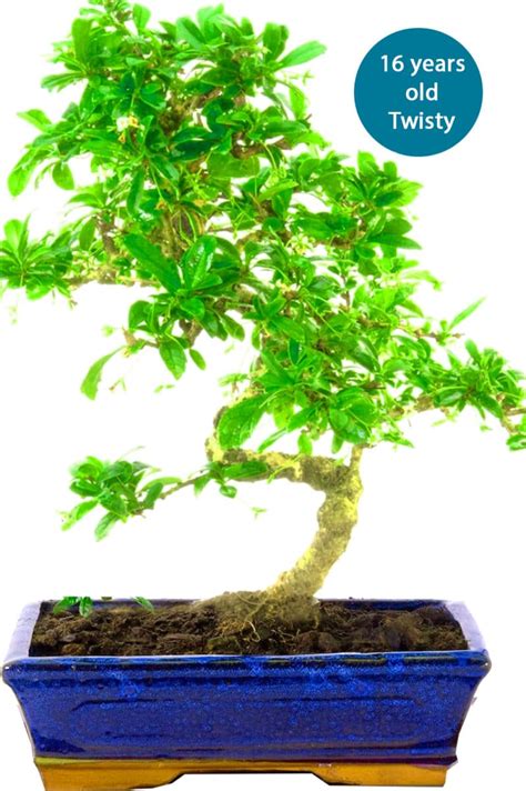 Large Year Old Flowering Indoor Fukien Tea Tree Bonsai