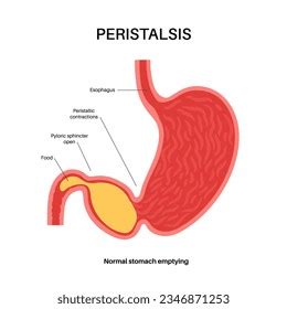 Peristalsis Definition, Functions, Disorders, Examples And, 55% OFF