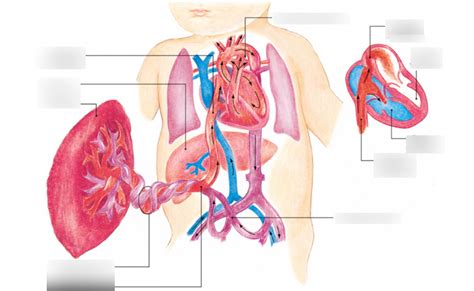 Fetal Circulation Diagram Quizlet