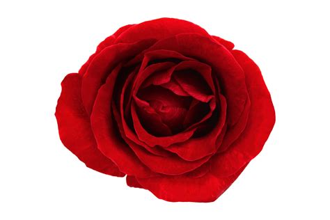 red rose isolated on transparent background 22804617 PNG