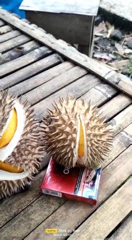 Durian Emas Jember Untuk Trubus Petani Tebu Bondowoso BPR Jatim