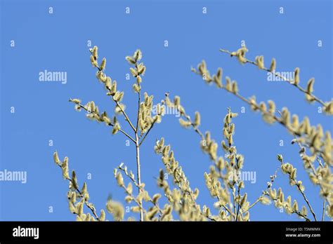 Flowering Bush Of Pussy Willow In The Spring Forest Stock Photo Alamy