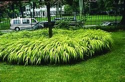 Hakonechloa Japanese Forest Grass - East Coast Garden Center