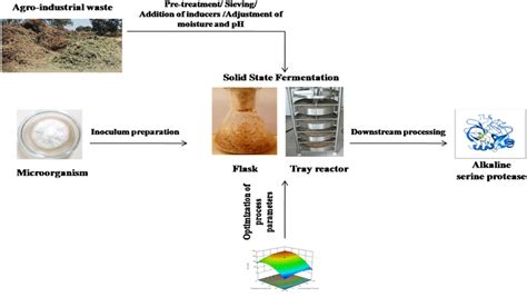 An Overview Of Solid State Fermentation For Production Of Alkaline