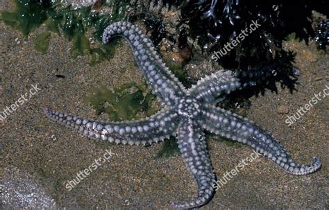 Starfish Spiny Marthasterias Glacialis Closeup Duckpool Editorial Stock