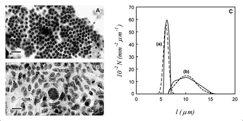 Microphotograph of isolated normal intestinal epithelial cells (A) and ...
