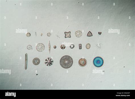 different types of diatoms under the microscope 100x Stock Photo - Alamy