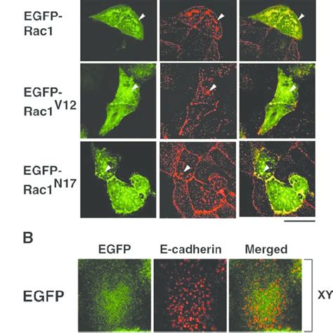 E Cadherin Mediated Cell Cell Adhesion Activates Rac1 A EL Cells