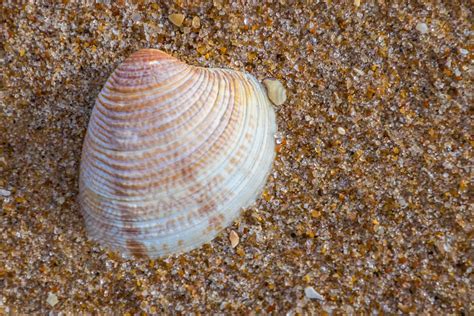 Striped Venus A Striped Venus Clam Shell On Lossiemouth Ea Flickr