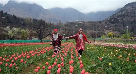 Asia Largest Tulip Garden Opens For Tourists In Srinagar See Photos