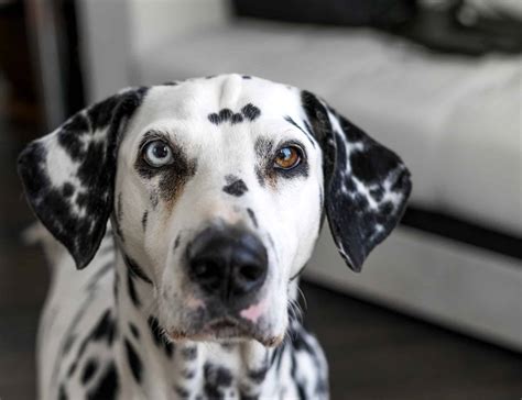 Dalmatian Dog Breed Quiz: Test How Much You Know! - A-Z Animals