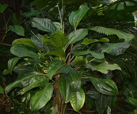 Anthurium Ovatifolium Flecker Botanic Garden Cairns Qld Flickr