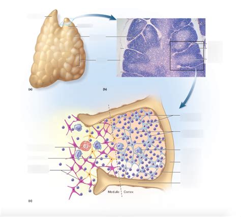 Thymus Diagram Quizlet