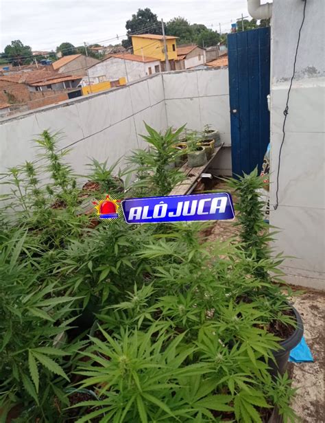 Idoso De Anos Preso Planta O De Maconha Dentro De Casa Em