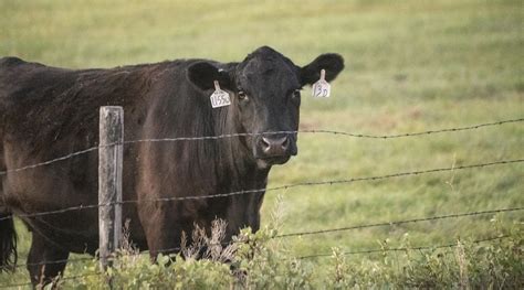 Management Strategies To Reduce Pinkeye Issues In Cattle Herds